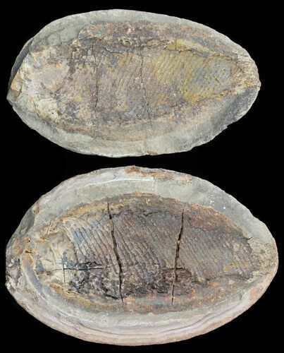 Triassic Fossil Fish In Nodule - Madagascar #53661